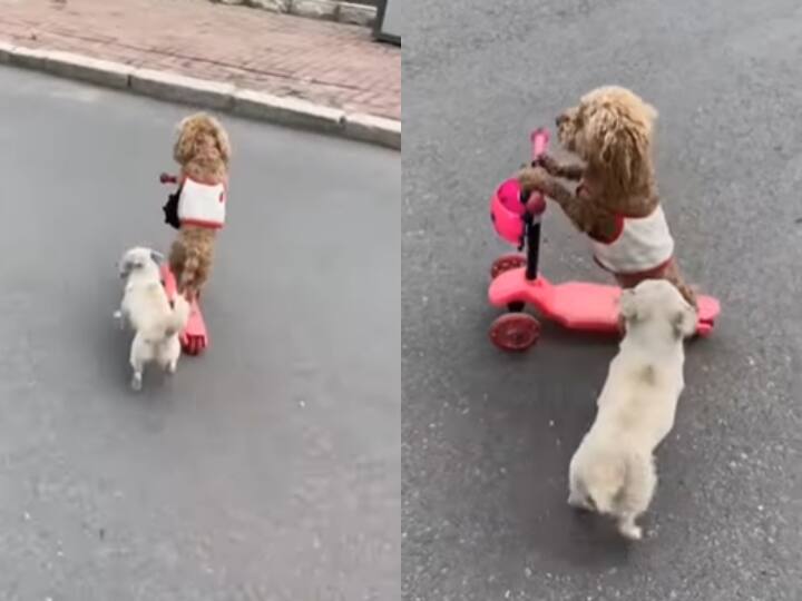 Watch: एक स्कूटर के लिए दो पिल्लों के बीच हुई खींचतानी, वीडियो वायरल Two puppies fight for one playing scooter video viral on social media Watch: एक स्कूटर के लिए दो पिल्लों के बीच हुई खींचतानी, वीडियो वायरल