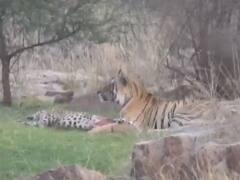 Watch: रणथंभौर नेशनल पार्क में दो दिग्गजों की भिड़ंत, जीत के बाद टाइगर ने किया लेपर्ड का लंच