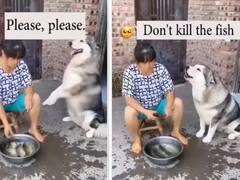 Dog Viral Video: मालिक के खिलाफ जाकर डॉगी ने बचाई मछली की जान, दिल जीत लेगा ये वायरल वीडियो