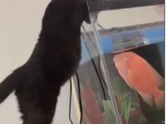 Cat Viral Video: मछली का शिकार करने पहुंची बिल्ली, लेकिन हुआ कुछ ऐसा कि सब रह गए हैरान