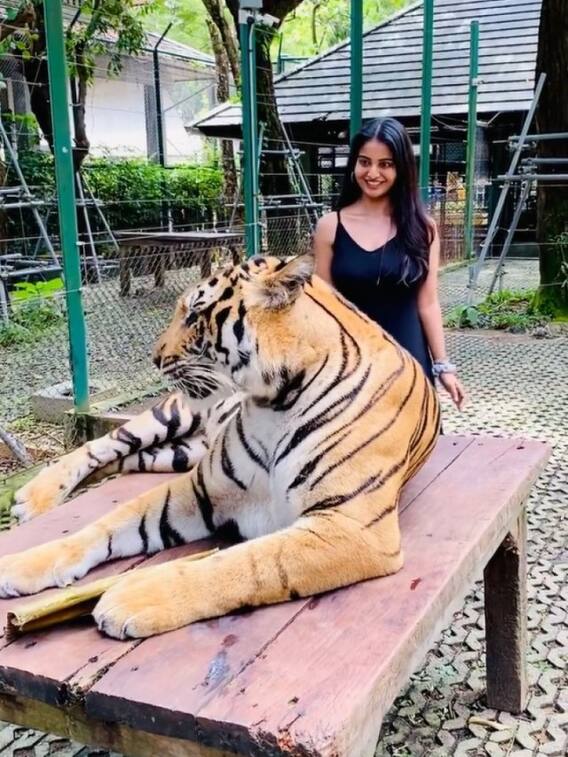 అనన్య డేరింగ్, ఏకంగా పులితోనే ఆటలు