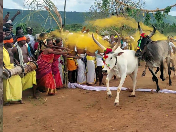 Temple Festival: மாலை தாண்டும் மாடுகள்; ஆண்கள் சட்டை அணியமாட்டார்கள் - திண்டுக்கல்லில் ஒரு வினோத போட்டி...!