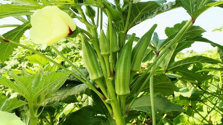 Get High Income from low budget Ladyfingure cultivation in summer Ladyfingers Cultivation: कम खर्च में करें सबसे बेहतर भिंडी की खेती, जानें क्या है खास तरीका