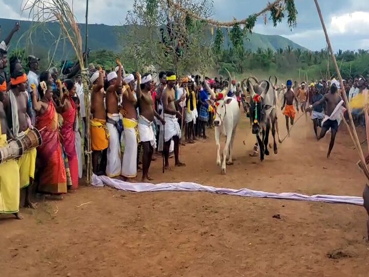 Temple Festival: மாலை தாண்டும் மாடுகள்; ஆண்கள் சட்டை அணியமாட்டார்கள் - திண்டுக்கல்லில் ஒரு வினோத போட்டி...!