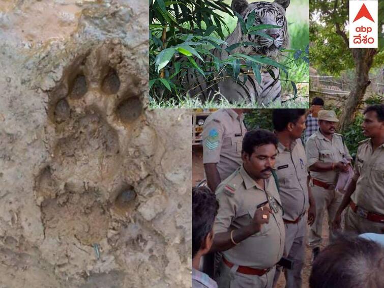Bengal Tiger In Kakinada: Tiger Spotted in Nellipudi search operation continue in district DNN Bengal Tiger In Kakinada: మకాం మార్చిన పెద్దపులి, అధికారుల ఎత్తుకు పై ఎత్తులు వేస్తున్న బెంగాల్ టైగర్ - ఒంటరిగా వెళ్లవద్దని ప్రజలకు హెచ్చరిక