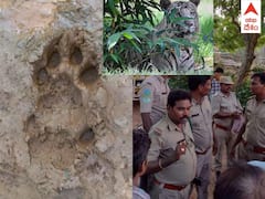 Bengal Tiger In Kakinada: మకాం మార్చిన పెద్దపులి, అధికారుల ఎత్తుకు పై ఎత్తులు వేస్తున్న బెంగాల్ టైగర్ - ఒంటరిగా వెళ్లవద్దని ప్రజలకు హెచ్చరిక