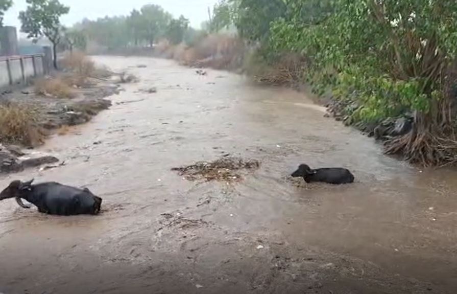 Gujarat Monsoon: રાજકોટમાં વીજળી પડતાં યુવકનું મોત, જસદણમાં બે ઈંચ વરસાદથી નદીમાં આવ્યું પૂર