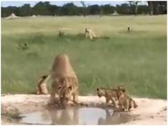 Watch: तपती दोपहरी के बीच शेरनी को परेशान करते दिखे उसके बच्चे, मां ने दिखाया गजब का संयम