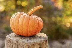 Pumpkin Benefits: ওজন নিয়ন্ত্রণ থেকে রোগ-প্রতিরোধ ক্ষমতা বৃদ্ধি একাধিক গুণ কুমড়োতে