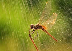 Enjoy the rain: மனதை திறந்து, மழையை ரசிப்போமா-மழையை ரசிக்கும்படியான புகைப்படங்கள் உங்களுக்காக...