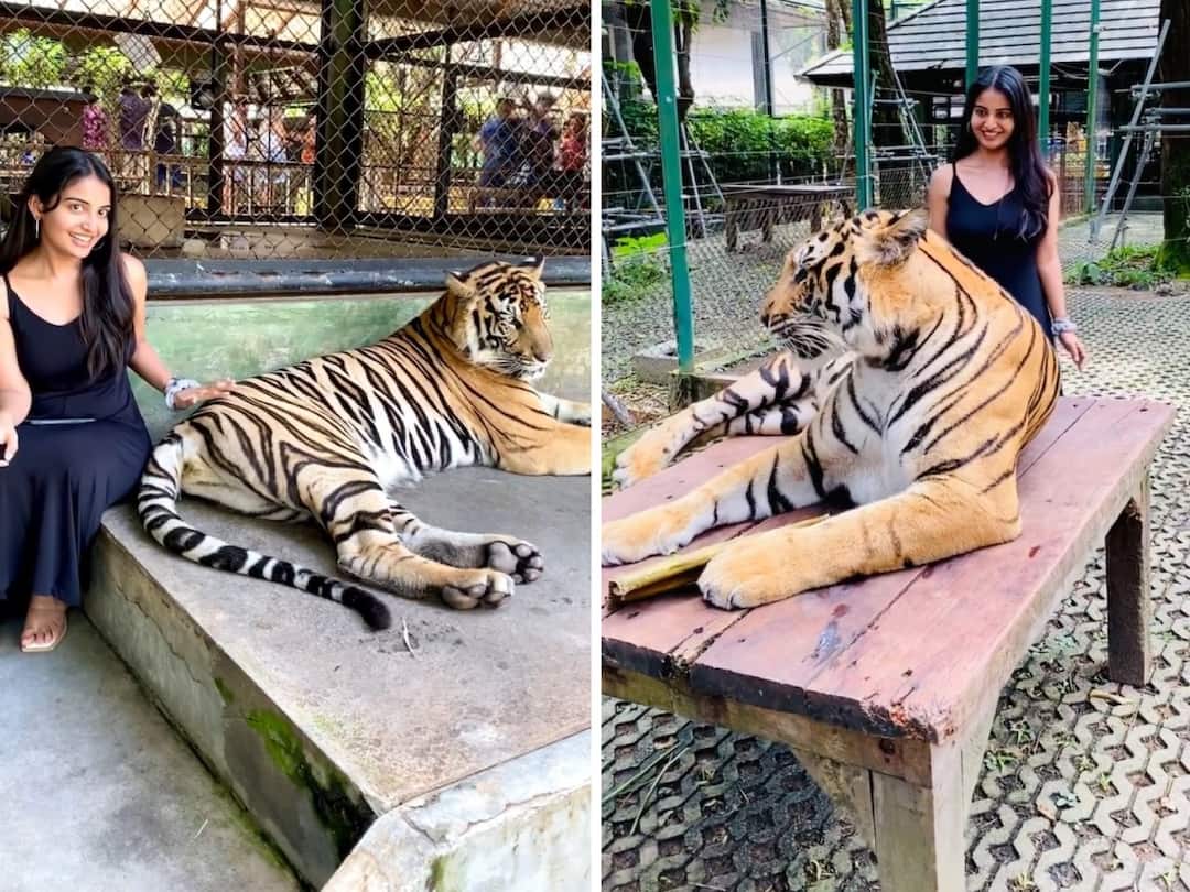 Ananya Nagalla Dare With Tiger, Watch Video Here Ananya Nagalla With Tiger: ఓ మై గాడ్, పులితో అనన్య నాగళ్ల ఆటలు, ఈమె ధైర్యాన్ని మెచ్చుకోవచ్చు!