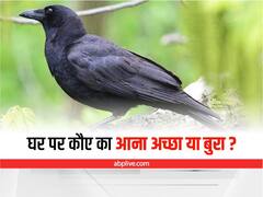 Crow Sign: कौए की बीट अगर आप पर गिरे तो हो जाएं सतर्क, कौवा देता है ये 7 संकेत