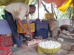 Rajasthan News: लहसुन और प्याज ने निकाले किसानों के आंसू, 5 रुपये किलो बेचने को हुए मजबूर