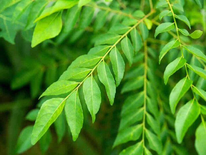 Weight loss with curry leaves weight loss with curry leaves eating-curry leaves may help you i losing weight Weight Loss With Curry Leaves:ઝડપથી વજન ઘટાડવા માટે અસરદાર છે લીમડાના પાન, આ રીતે કરો સેવન