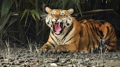 Kakinada District Tiger Fear : మళ్లీ ప్రత్తిపాడుకు వచ్చిన రాయల్ బెంగాల్ టైగర్ | ABP Desam