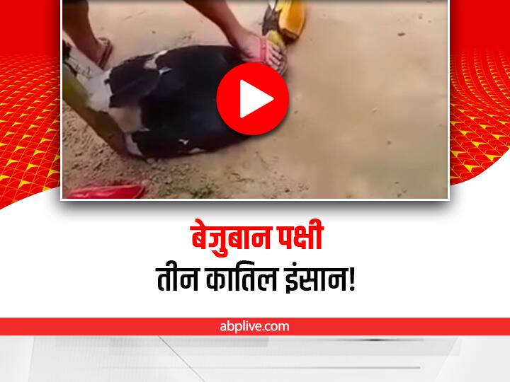 viral video of Endangered Great Indian Hornbill bird brutally beaten to death in Nagaland goes viral Viral Video: भारतीय हॉर्नबिल पक्षी को पैरों से कुचलकर बेरहमी से मार डाला, वीडियो देखकर दिल दहल उठेगा