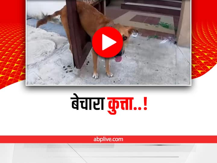 trending video showing a dog stuck in a gate rescued by man goes viral Watch: गेट में फंस गया खूंखार कुत्ता, बचाने के लिए लगानी पड़ी ये तरकीब