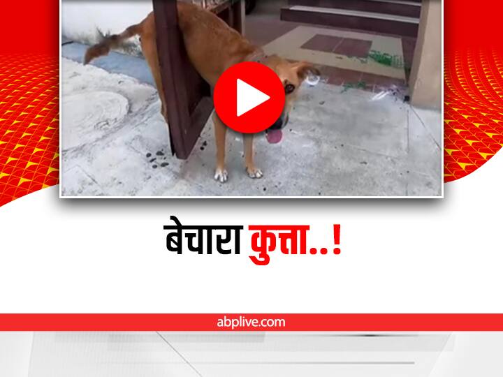 Watch: गेट में फंस गया खूंखार कुत्ता, बचाने के लिए लगानी पड़ी ये तरकीब trending video showing a dog stuck in a gate rescued by man goes viral Watch: गेट में फंस गया खूंखार कुत्ता, बचाने के लिए लगानी पड़ी ये तरकीब