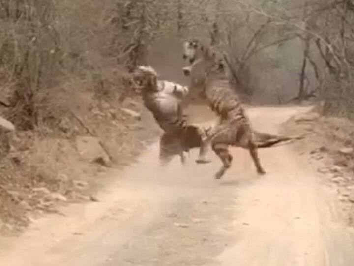 Ranthambore National Park Tiger Fight tiger and tigresse fight in Ranthambore National Park in Sawai Madhopur in Rajasthan ann Sawai Madhopur News: रणथंभौर नेशनल पार्क में शिकार के लिए भिड़े बाघ-बाघिन, जानें- कौन किस पर रहा भारी
