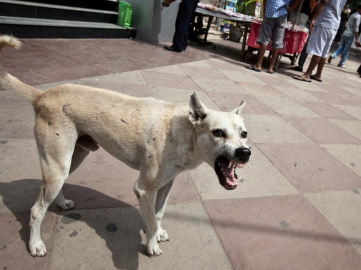 Uttarakhand animals are troubled by the scorching heat, there has been a change in the behavior of street dogs, doctors gave this advice ANN Uttarakhand: भीषण गर्मी से इंसान ही नहीं जानवर भी परेशान, आक्रामक हुए गली-मोहल्लों के कुत्ते, डॉक्टरों ने दी ये सलाह