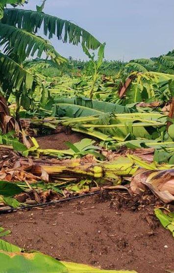 Photo : वादळी पावसामुळं शेतीपिकांचे मोठे नुकसान, सदाभाऊ खोत थेट शेतकऱ्यांच्या बांधावर