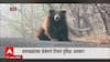 Wardha Bear : वर्ध्यात दुर्मिळ ल्युसीस्टिक अस्वलाचा व्हिडीओ, वनरक्षकांच्या कॅमेरानं टिपलं दृश्य