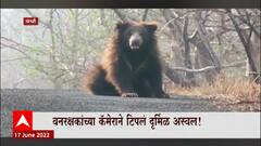 Wardha Bear : वर्ध्यात दुर्मिळ ल्युसीस्टिक अस्वलाचा व्हिडीओ, वनरक्षकांच्या कॅमेरानं टिपलं दृश्य