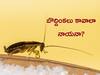 Cockroaches: ఇంట్లోకి 100 బొద్దింకలు వదిలి, రూ.1.56 లక్షలిస్తారట, ఇదెక్కడి ఆఫరయ్యా?
