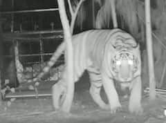 Kakinada Royal Bengal Tiger కోసం Maharastra Tadoba ప్రత్యేక బృందాలు | ABP Desam