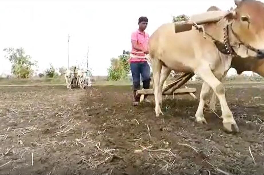 Yavatmal Farmers : यवतमाळ जिल्ह्यातील 20 हजार हेक्टरवरील धूळ पेरणी धोक्यात, शेतकरी पावसाच्या प्रतीक्षेत