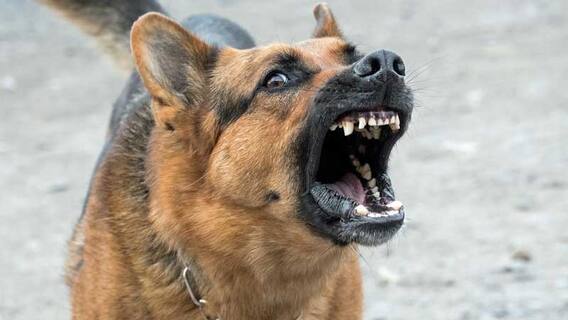 મહેસાણાઃ રખડતા શ્વાનનો વધ્યો ત્રાસ, 11થી વધુ લોકોને ભર્યા બચકા; જુઓ વીડિયો