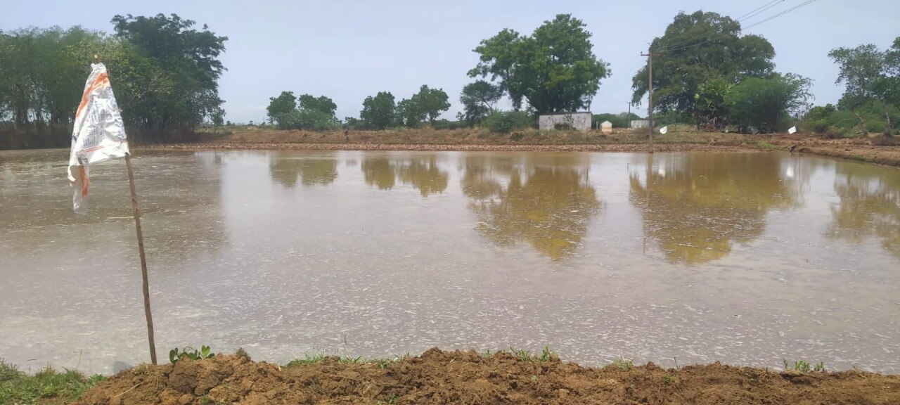 தஞ்சை மாவட்டத்தில் மும்முரமடைந்துள்ள குறுவை சாகுபடி பணிகள்