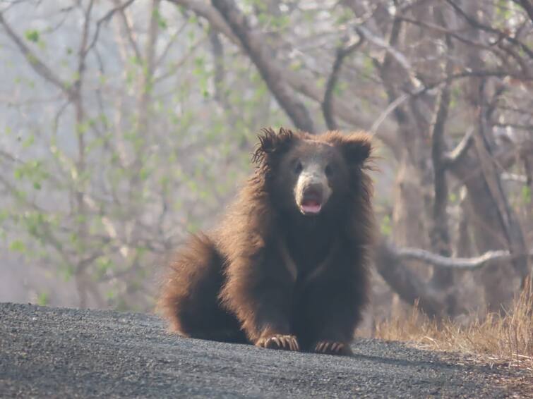 Rare Leucistic Sloth bear found at Bor Wildlife Sanctuary wardha Maharashtra वर्ध्यातील बोर व्याघ्र प्रकल्पात दुर्मिळ अस्वलाने लक्ष वेधलं, प्राणीप्रेमींमध्ये उत्सुकता