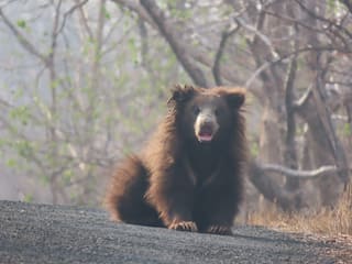 वर्ध्यातील बोर व्याघ्र प्रकल्पात दुर्मिळ अस्वलाने लक्ष वेधलं, प्राणीप्रेमींमध्ये उत्सुकता