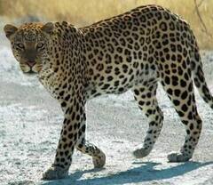 સુરતઃ સ્ટેટ હાઈવે પરના પુલ પર દીપડો મુકી રહ્યો છે દોટ, જુઓ આ વીડિયો