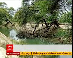 વડોદરા: કેનાલમાં બાવળનું સામ્રાજ્ય નર્મદા વિભાગની મોટી બેદરકારી
