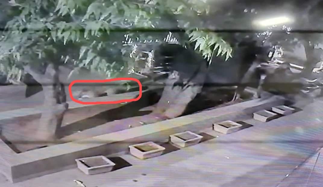 Maharashtra news leopard seen in satpur areas of nashik video captured on cctv Nashik Leopard : नाशिकच्या सातपूर भागात बिबट्या कॅमेऱ्यात कैद, नागरिकांनी पॅनिक होऊ नये, वनविभागाचे आवाहन 