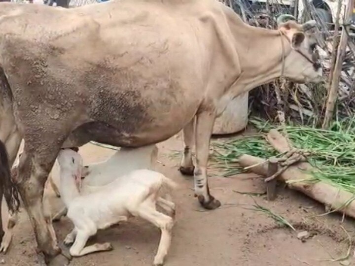 பசுவின் மடியில் பசியாறும் ஆட்டுக் குட்டிகள்; கோவையில் ஒரு ஆச்சரிய நிகழ்வு..!