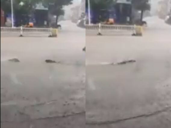 Viral Video: सड़क पर तैरती दिखी मछलियां, वीडियो देख इंटरनेट की जनता हुई हैरान Viral Video: सड़क पर तैरती दिखी मछलियां, वीडियो देख इंटरनेट की जनता हुई हैरान