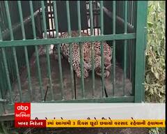 નવસારી: ચીખલી તાલુકામાં દીપડો પાંજરે પુરાયો