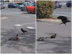 Watch: बत्तख के बच्चों को परेशान करना कौवे को पड़ा भारी, मां ने सिखाया सबक