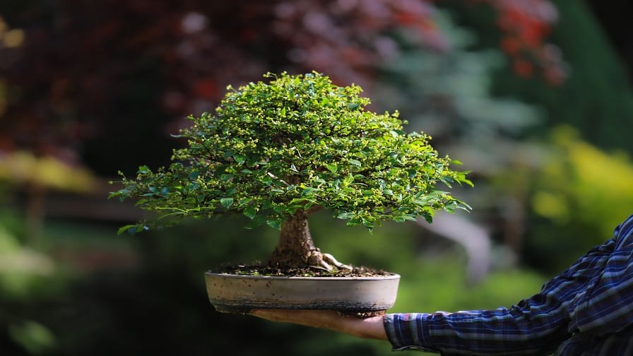 Grow Bonsai tree for environmental benefits and big earning, now the process for plantation Urban Farming: घर पर बोनसाई उगायें लाखों कमायें, जानें बौना पेड़ उगाने के फायदे और पूरी Process