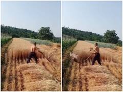 Watch: जुगाड़ तकनीक से मिनटों में की गेंहू कटाई, क्रिएटिविटी से शख्स ने किया हैरान - वायरल हो रहा वीडियो