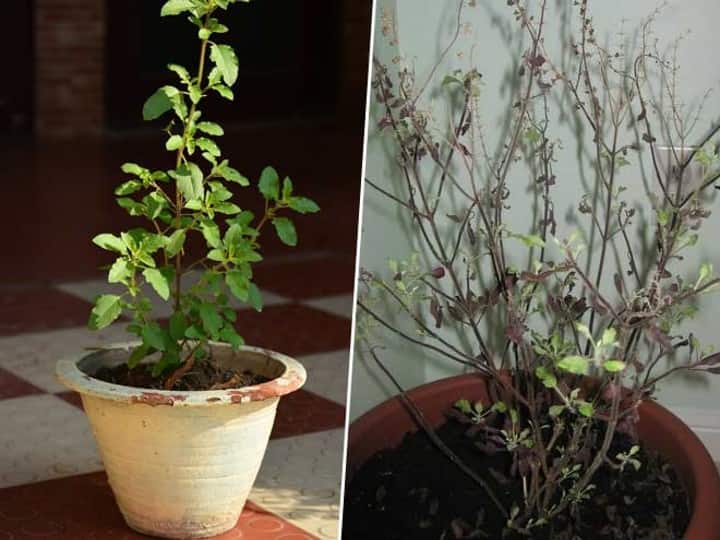 Important Upay Tips to care tulsi plant get Laxmi blessings Tulsi Upay: तुलसी सूखने से मां लक्ष्मी हो सकती हैं नाराज, हरा-भरा करने के लिए करें ये 3 उपाय
