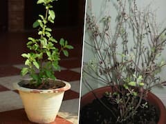 Tulsi Upay: तुलसी सूखने से मां लक्ष्मी हो सकती हैं नाराज, हरा-भरा करने के लिए करें ये 3 उपाय