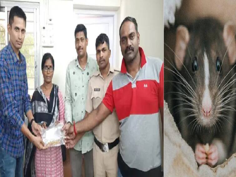 Mumbai: Dindoshi police recovers gold jewellery worth Rs 5 lakh from rats மும்பை : நகைகளை ’லபக்கிய’ எலிகள்.. நடுரோட்டில் பதறிய பெண்.. போலீஸ் செய்த பரபர வேலை.. சேஸிங் சீனே இதுதான்..