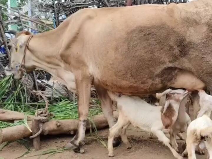 Coimbatore: Hungry lambs drinking milk from a cow's lap photo goes viral பசுவின் மடியில் பசியாறும் ஆட்டுக் குட்டிகள்; கோவையில் ஒரு ஆச்சரிய நிகழ்வு..!