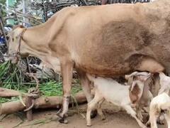 பசுவின் மடியில் பசியாறும் ஆட்டுக் குட்டிகள்; கோவையில் ஒரு ஆச்சரிய நிகழ்வு..!