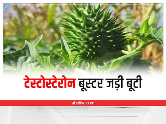 Testosterone : पुरुषों के टेस्टोस्टेरोन को बूस्ट करें ये असरदार जड़ी बूटियां Testosterone : पुरुषों के टेस्टोस्टेरोन को बूस्ट करें ये असरदार जड़ी बूटियां