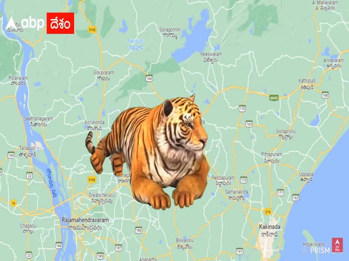 Konaseema tiger roaming in sharabhavaram village maharashtra tadoba team searching Konaseema Tiger : కోనసీమలో పత్తాలేకుండా పోయిన పెద్దపులి, రంగంలోకి తడోబా బృందాలు